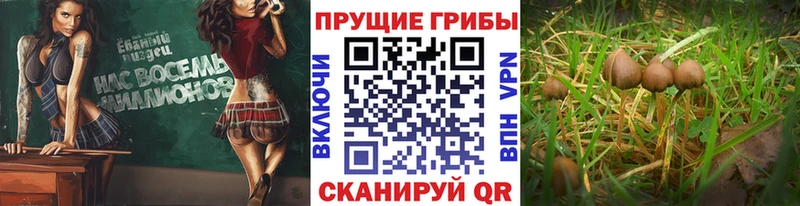 Галлюциногенные грибы GOLDEN TEACHER  продажа наркотиков  Фролово 